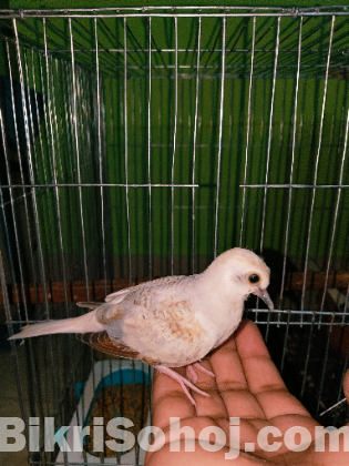 Baby diamond dove